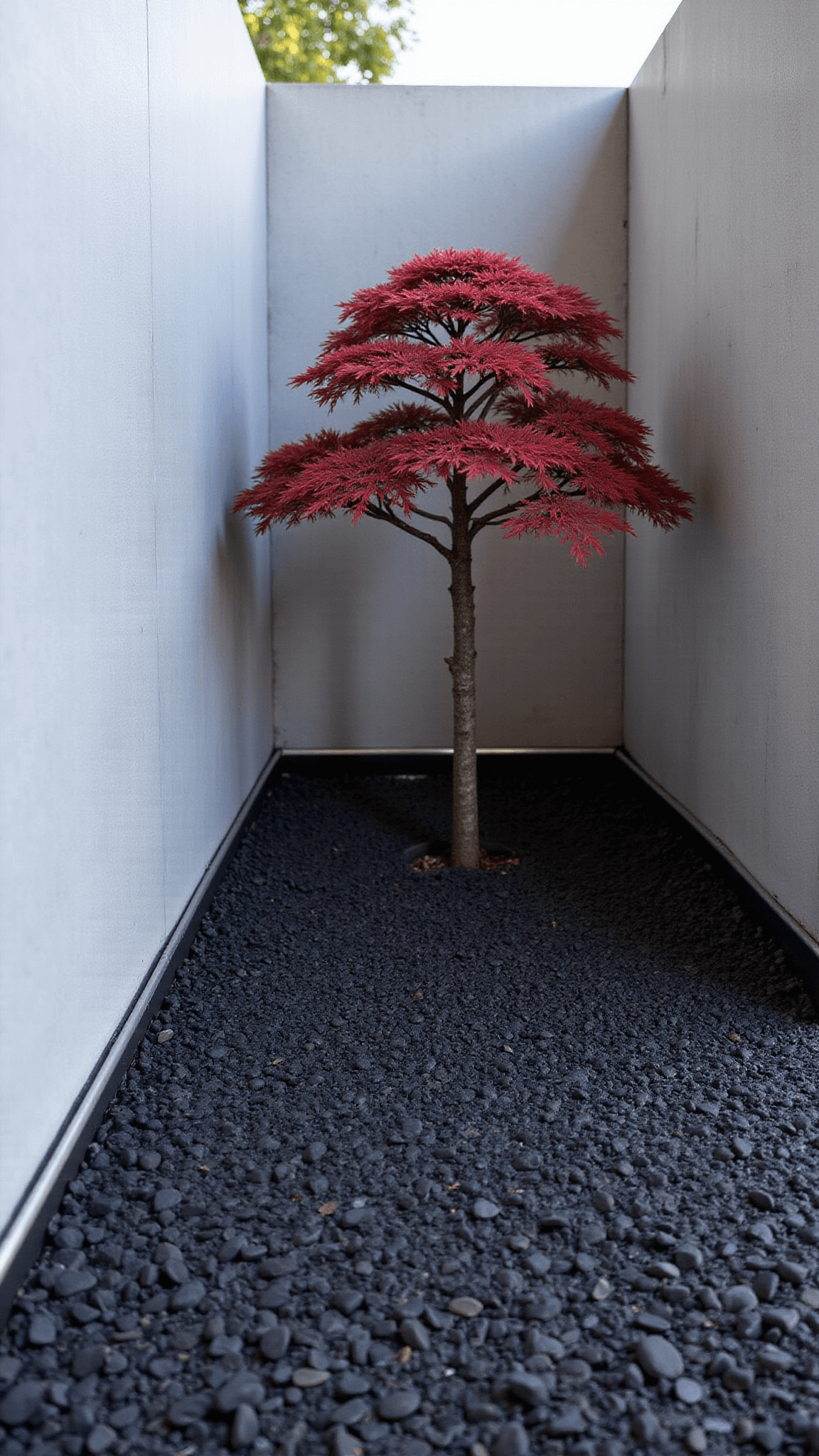 Close-up view of a modern minimalist Zen corner with black Mexican beach pebbles, smooth concrete walls, and a single striking bonsai maple serving as the organic focal point with a pop of deep red, shot from a low angle in morning light.